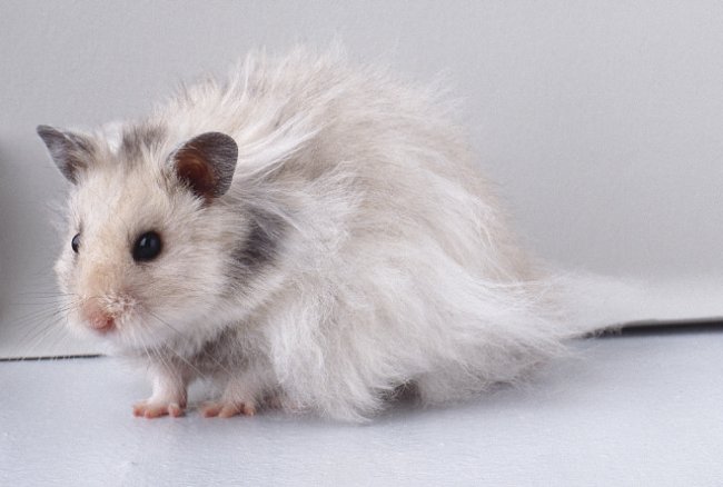 Angora hamster