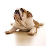 Köpeklerdeki artrit