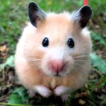 Hamster Hastalıkları