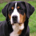 Büyük Swiss Mountain Dog Büyük Swiss Mountain Dog