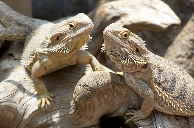 Teraryumunuzdaki sakallı agama