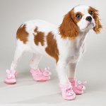 Köpekler için çizmeler: sahiplerinin yeni bir hevesidir? Köpekler için çizmeler: sahiplerinin yeni bir hevesidir?