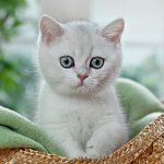 İngiliz Şinşilla