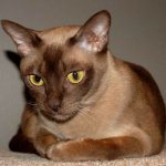 Birmanya kedisi