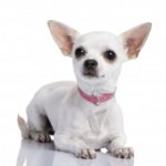 Chihuahua'ya Ne Besin Edilir
