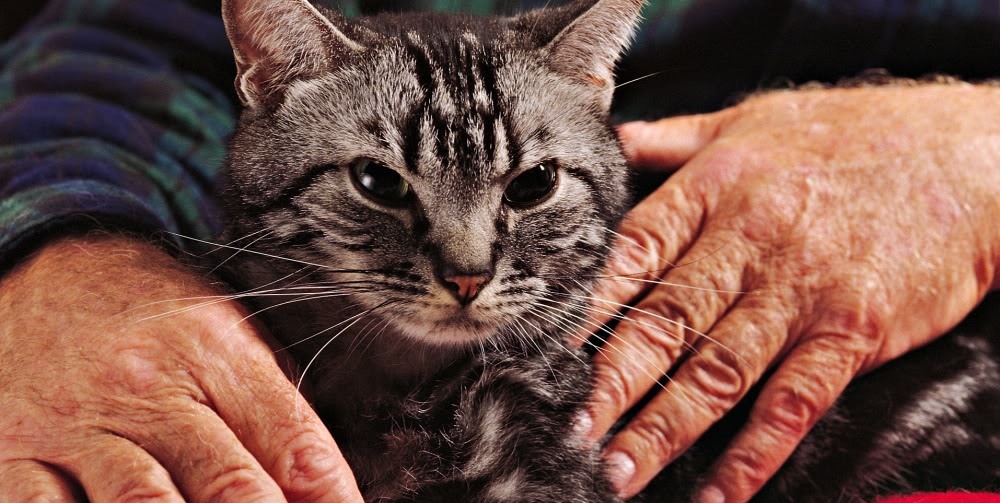 Kedi kafesi
