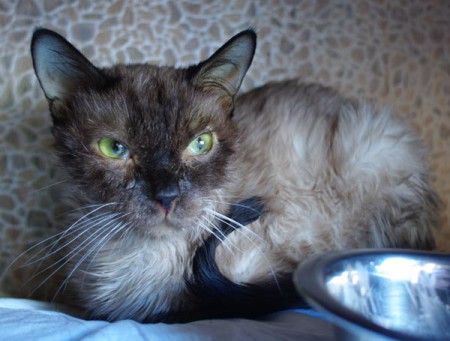 Kedi kafesi