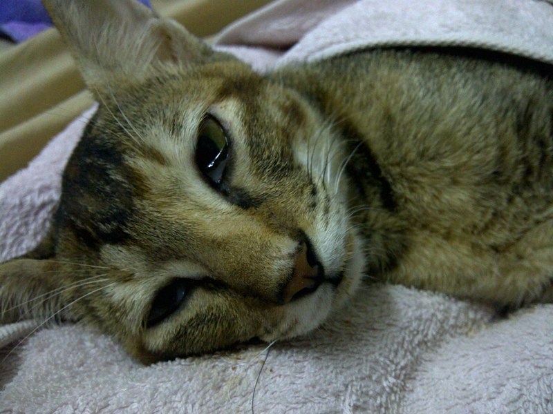 Kedi kafesi