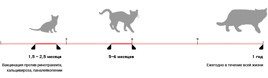 Kedi kafesi