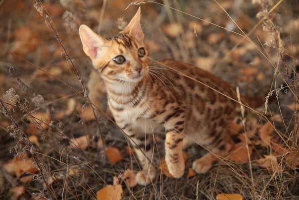 Kedi kafesi