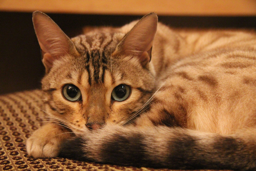 Kedi kafesi