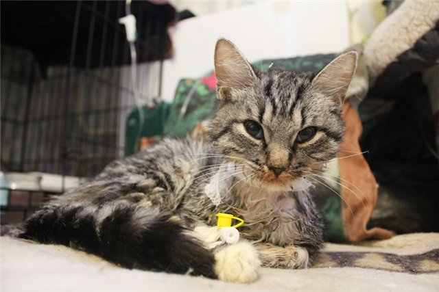 Kedi kafesi