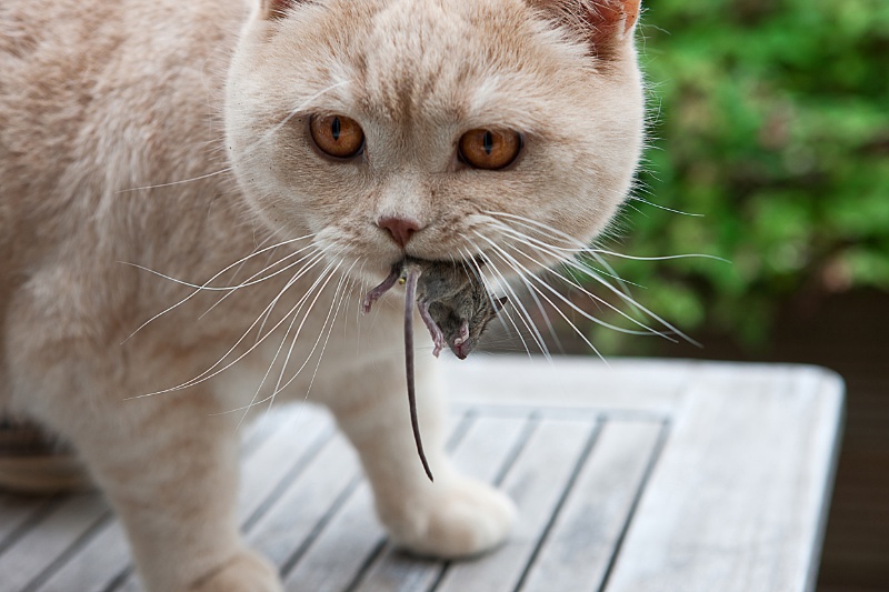 Kedi kafesi