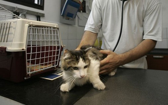 Kedi kafesi