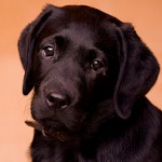 Köpeklerde demodekoz