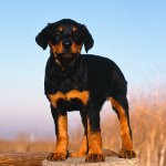 Köpeklerde displazi Köpeklerde displazi