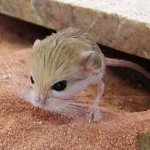 Ana sayfa jerboa: bakım ve bakım Ana sayfa jerboa: bakım ve bakım