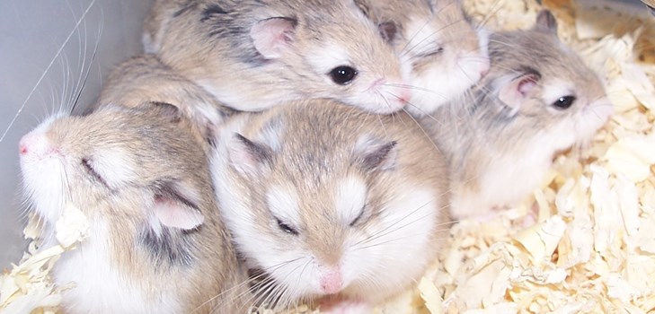 hamster jungar resimleri