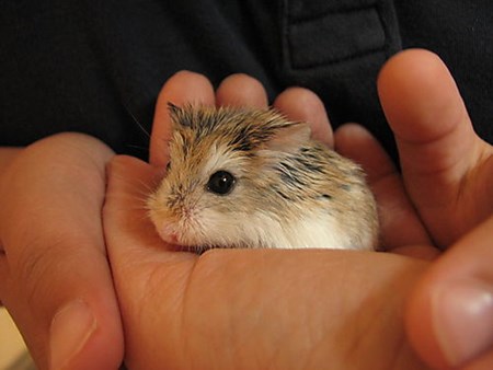 hamster djungar fotoğrafı