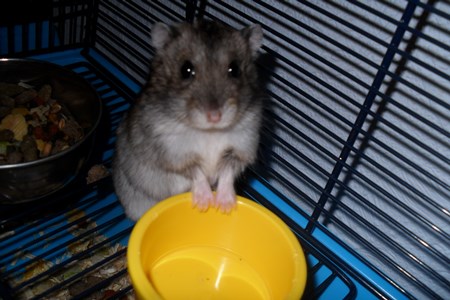 jungar hamsterları için kafesleri fotoğrafı