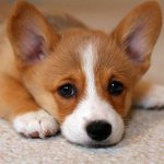 Köpeklerde egzama