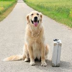 Köpeği tatilde nerede bırakmalıyım?