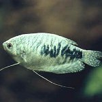 Gurami Mermeri