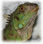 Iguana evde