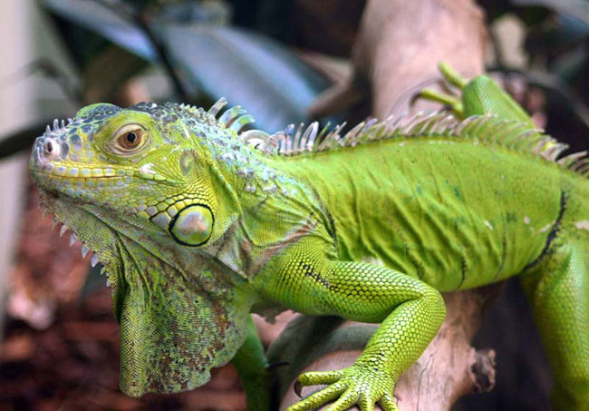 Iguana evde