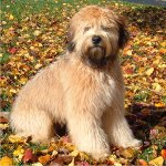 İrlandalı Yumuşak Kaplı Wheaten Terrier