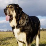 İspanyolca mastiff İspanyolca mastiff