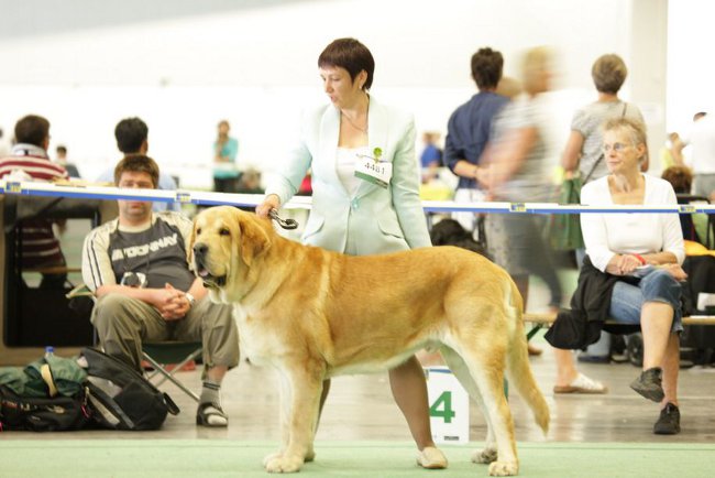 İspanyolca mastiff