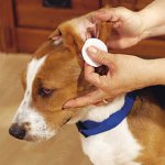 Köpeklerin ve kedilerin kulaklarını nasıl temizleyebilirim?