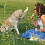 nasıl bir köpeğe bir sesli komut öğretmek nasıl bir köpeğe bir sesli komut öğretmek