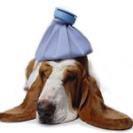 Köpeğinizin hasta olup olmadığını nasıl anlayabilirim?