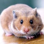 Hamster cinsiyetini belirleme