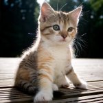 Kedi yavrusu cinsiyetini nasıl belirleyebilirim? Kedi yavrusu cinsiyetini nasıl belirleyebilirim?