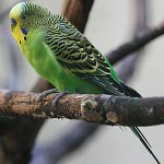 Dalgalı papağan cinsiyetini nasıl belirleyebilirim? Dalgalı papağan cinsiyetini nasıl belirleyebilirim?