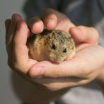 Bir hamsterin tadına bakma