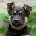 Köpeği yerine nasıl öğretebilirim?