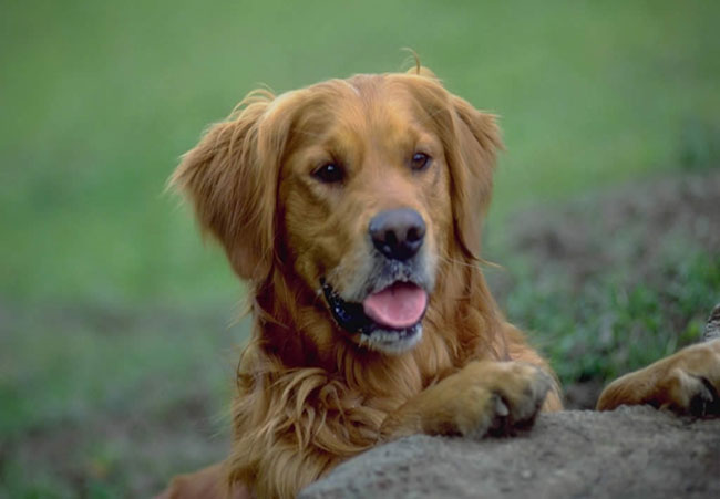Köpeği yerine nasıl öğretebilirim?