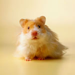 Bir hamster nasıl seçilir?