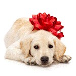 Bir köpek yavrusu nasıl seçilir? Bir köpek yavrusu nasıl seçilir?