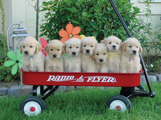 Bir köpek yavrusu nasıl seçilir?