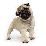 Hangi köpek daha iyi?