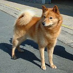 Karelo-Fince Laika (Fince Spitz) Karelo-Fince Laika (Fince Spitz)