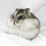 Cüce hamsterler