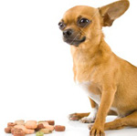 Cüce köpekler: ne besleyeceğiz?