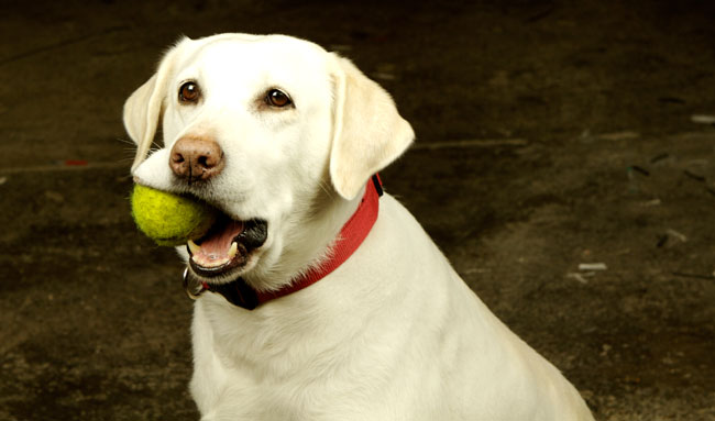 Köpeği ekipler. Sic!
