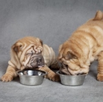 Shar pei için gıda